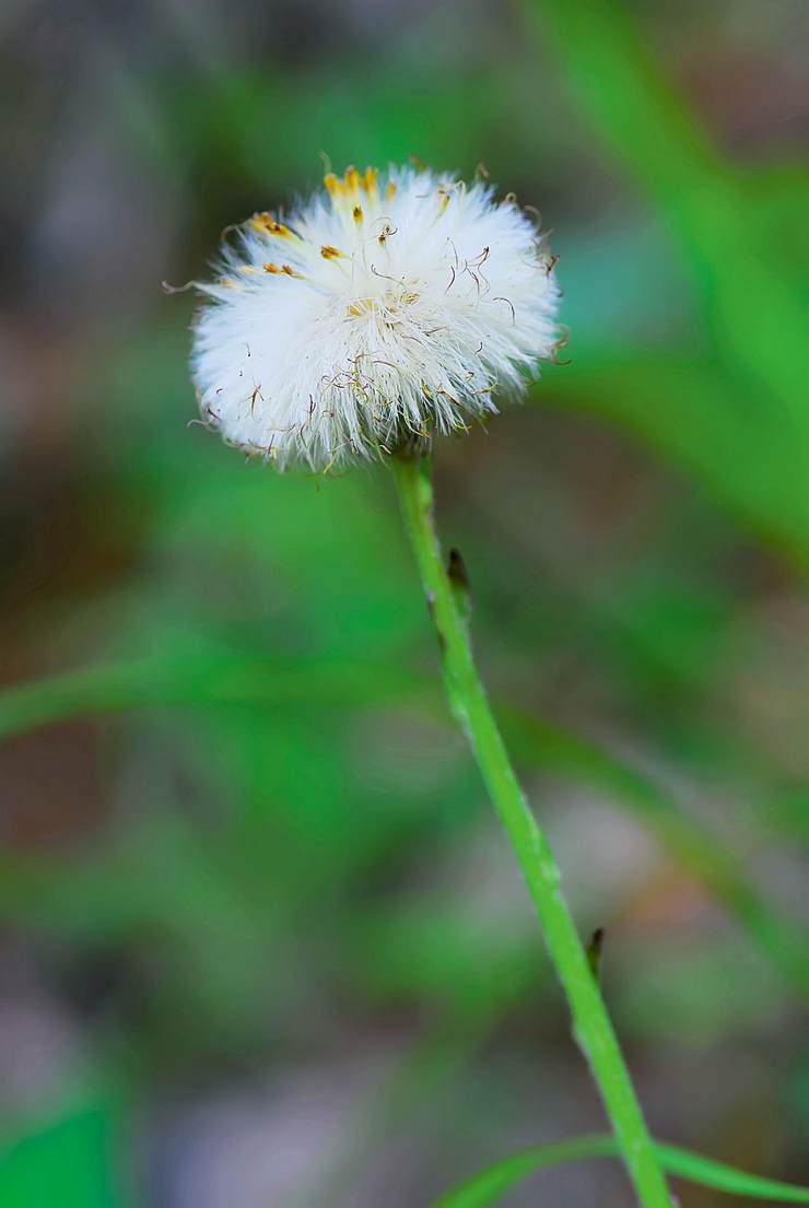 款冬花落之后,果实和蒲公英相似,都是一团白色伞状茸毛,种子会借风力