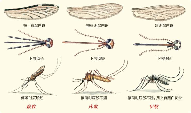 蚊子在昆虫纲中,属于双翅目,长角亚目.