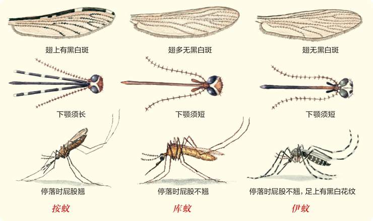 八卦蚊学 中国国家地理网