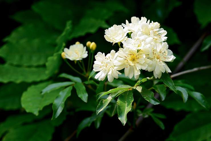 木香花白色重瓣,数朵花聚集成簇,气味芳香.