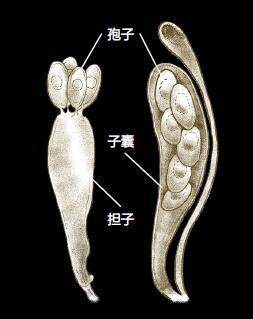 担子菌(左),子囊菌(右)孢子结构图