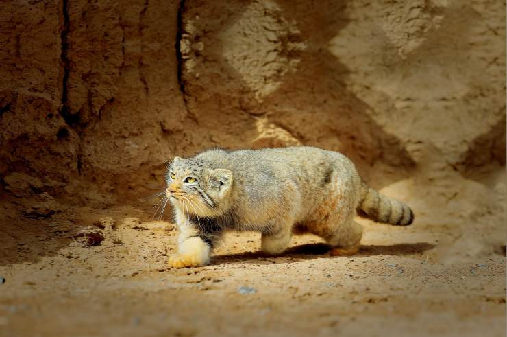 在中国西部的高山,草原和荒漠中,它们和荒漠猫,草原斑猫两种野生小猫