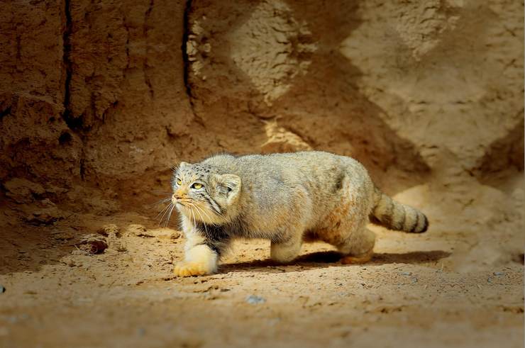 兔狲 荒漠猫 草原斑猫