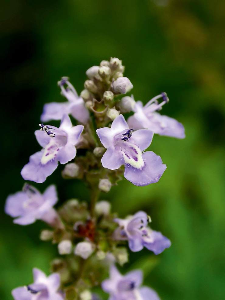 图2.荆条的小花为蓝紫色,有时颜色较淡,花冠二唇形.