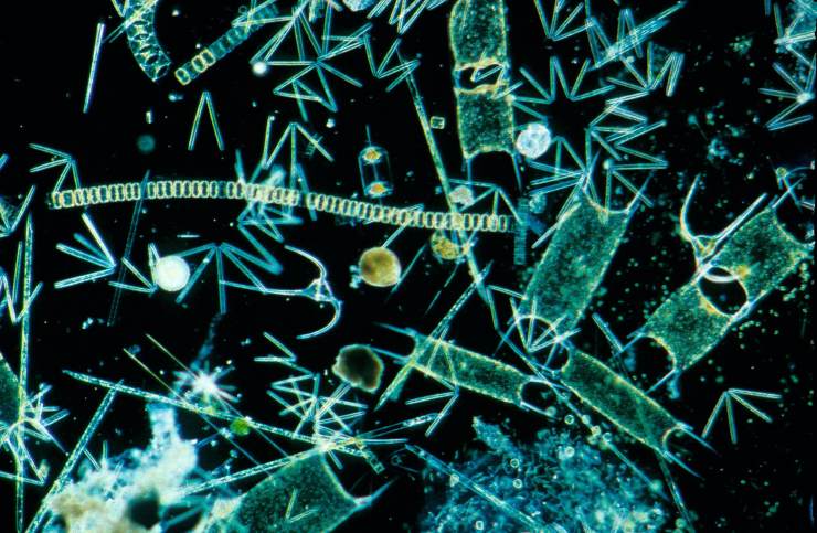 对海洋生态最重要的,是"浮游植物",或者更准确地说是浮游藻类