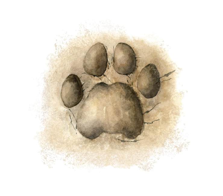 猫科动物的足迹:四趾,无爪痕.