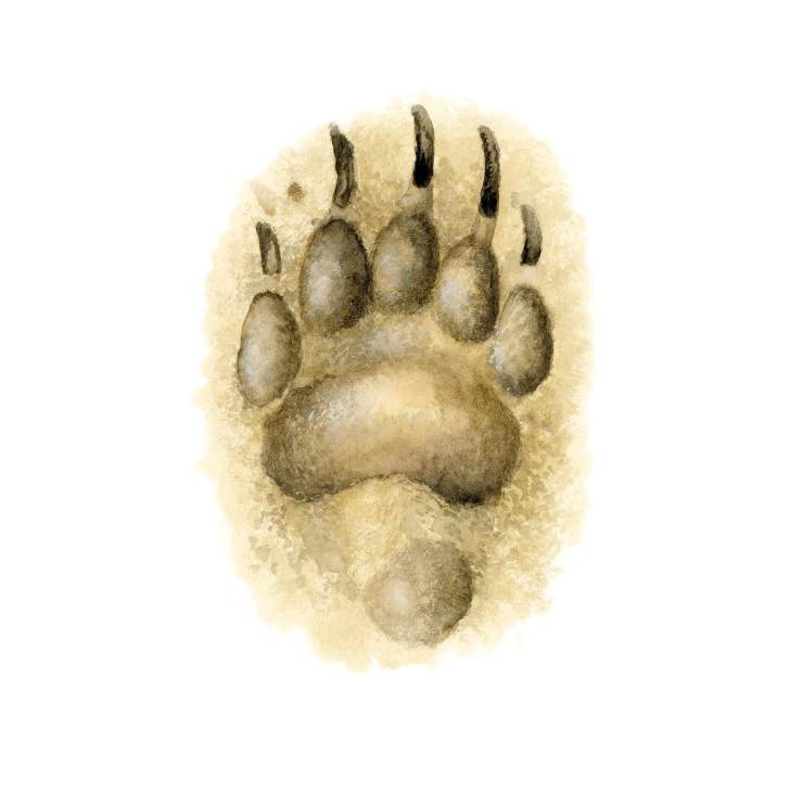 獾的足迹:五趾,具深爪痕.
