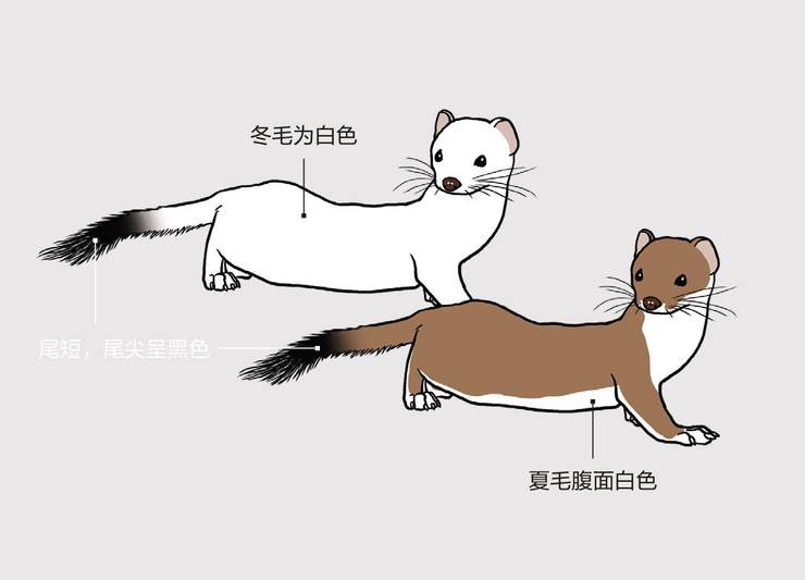 白鼬:白毛猛猎手