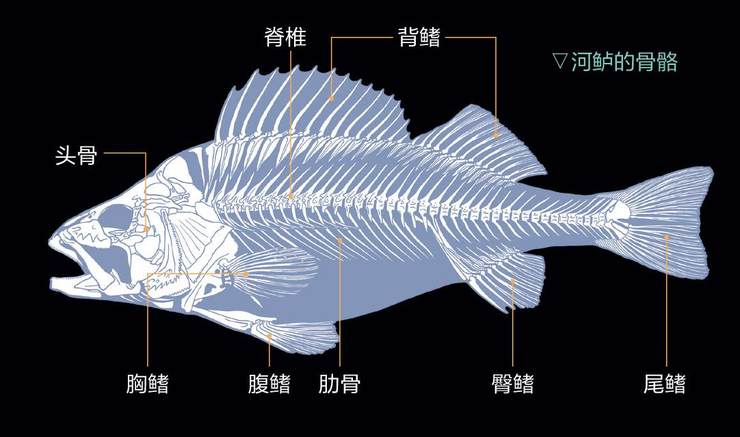 鱼骨 你的弃物,鱼的脊梁