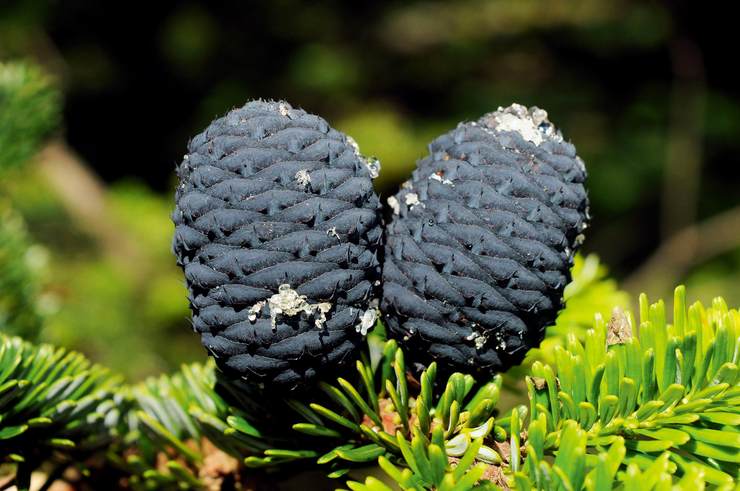 巴山冷杉(示球果) abies fargesii 摄影/刘冰