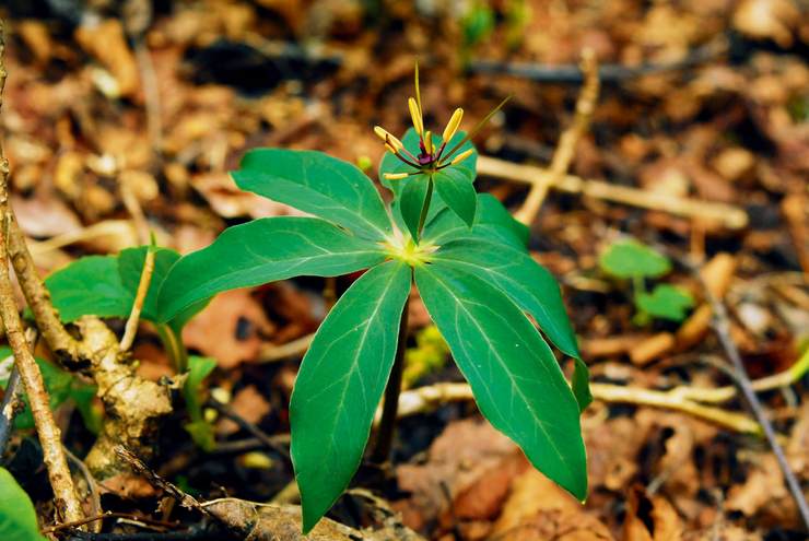 七叶一枝花 paris polyphylla 摄影/刘冰