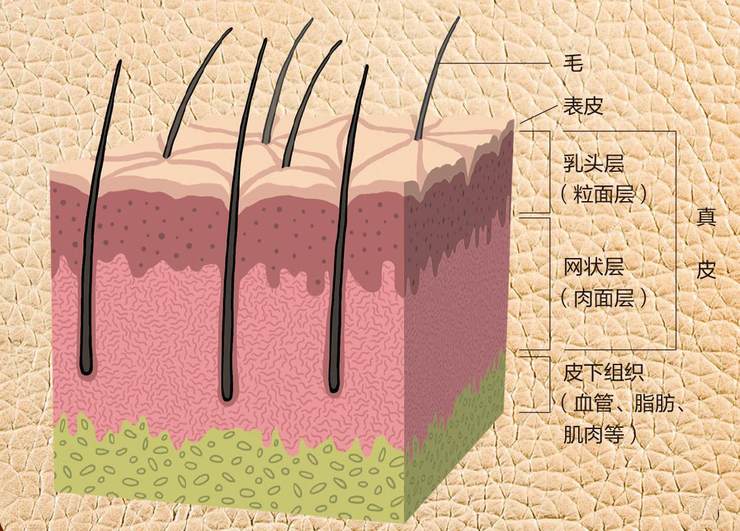 脊椎动物皮肤结构示意图