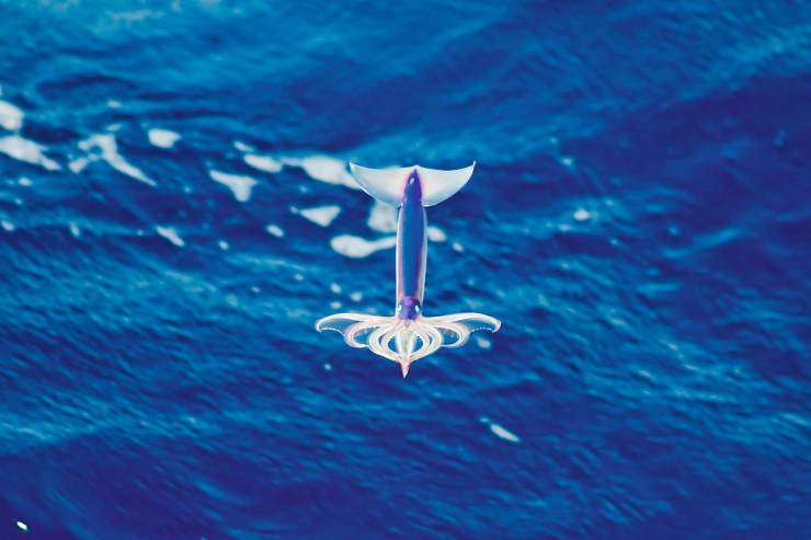 即便是飞,太平洋褶柔鱼也保持"倒行"风格:向头的反方向飞.