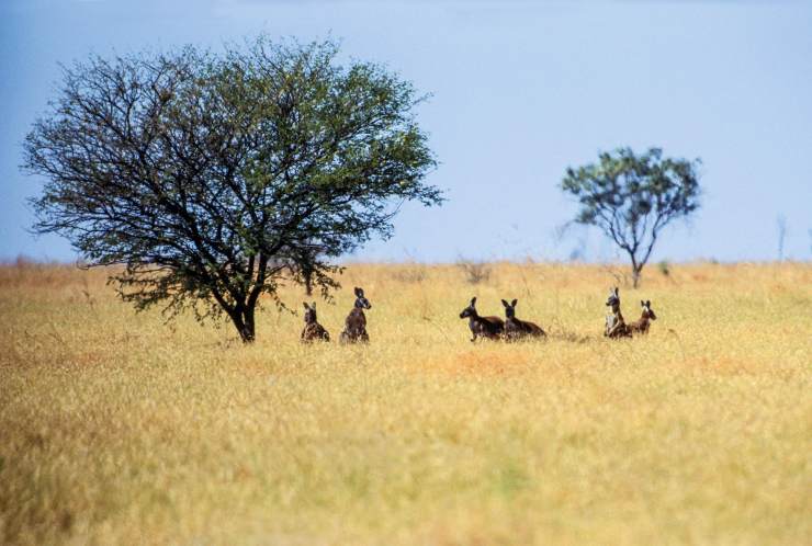 ▽干旱的稀树草原,三五成群的袋鼠,是现代澳大利亚的典型生态场景.