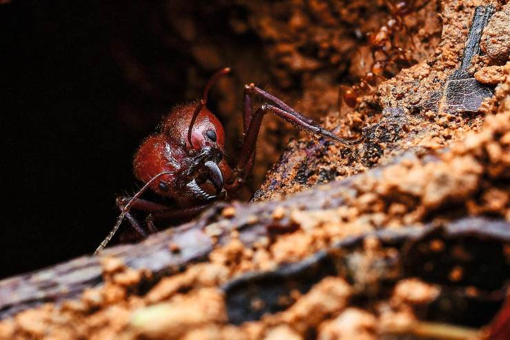 切叶蚁的兵蚁正从洞口爬出来,探出它不成比例的大脑袋,准备发动攻击.
