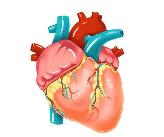心脏外形,心脏剖面,"比心"的手……你觉得甲骨文的"心"最像哪一个?