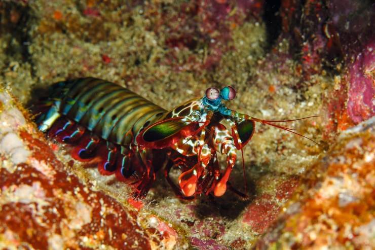 雀尾螳螂虾·虾蛄科