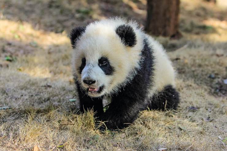 和两位研究对象见了面:不满一岁的雌性大熊猫"倩倩,与同龄的雄性"和