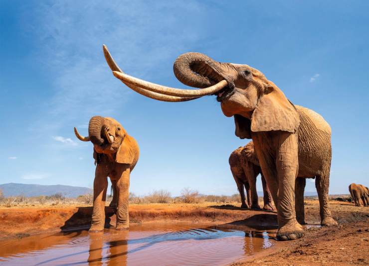 作为现今地球上最大的陆地动物,非洲象的处境与未来,牵动着全人类的