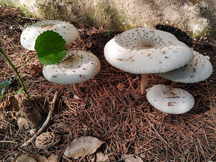 草坪上(尤其是有狗屎散落之处)还会长出一些灰褐色的小蘑菇,以花褶伞