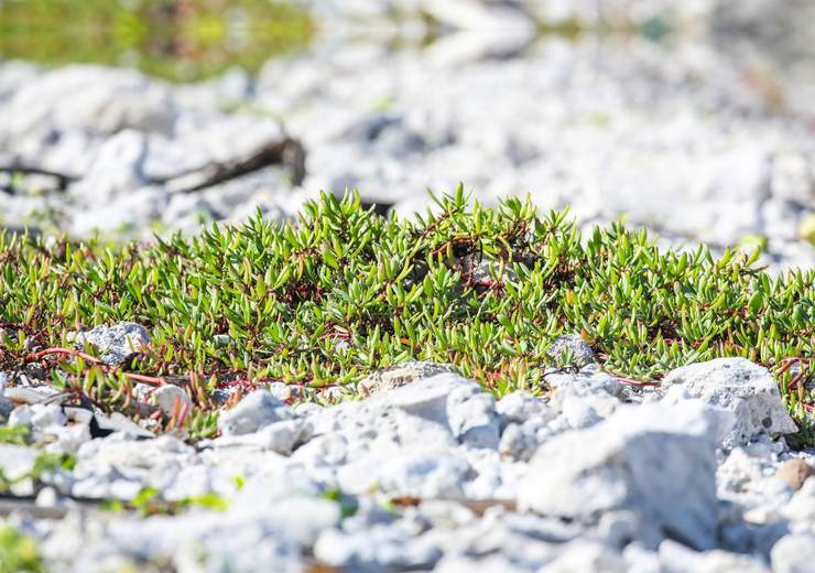 西沙赶海Ⅱ 永兴岛海滨植物篇