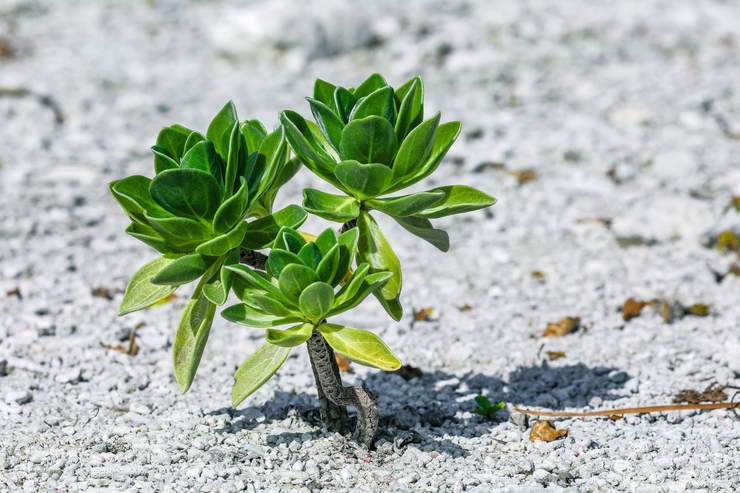 西沙赶海Ⅱ 永兴岛海滨植物篇