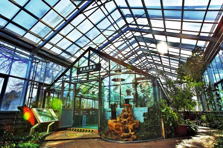 中科院植物研究所北京植物园里开了个"食虫植物温室",妙趣横生,着实