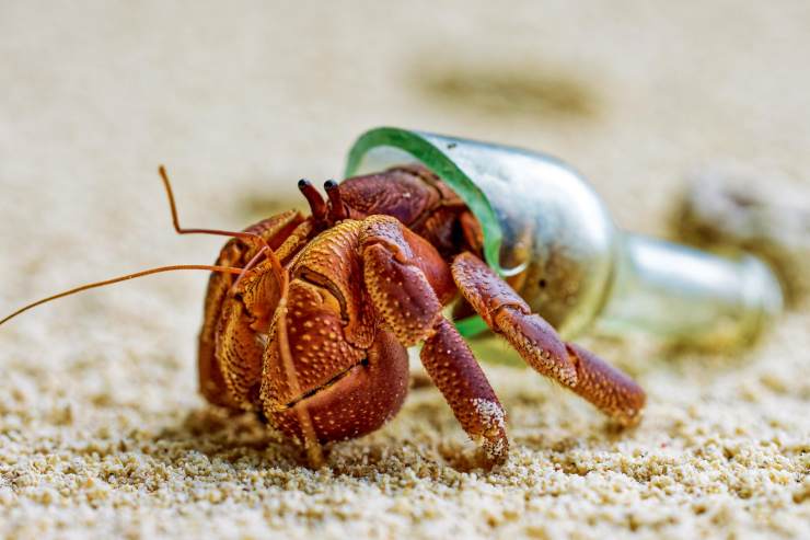 海滩上螺壳难觅,垃圾遍地.这只陆寄居蟹只能以碎瓶子为家.