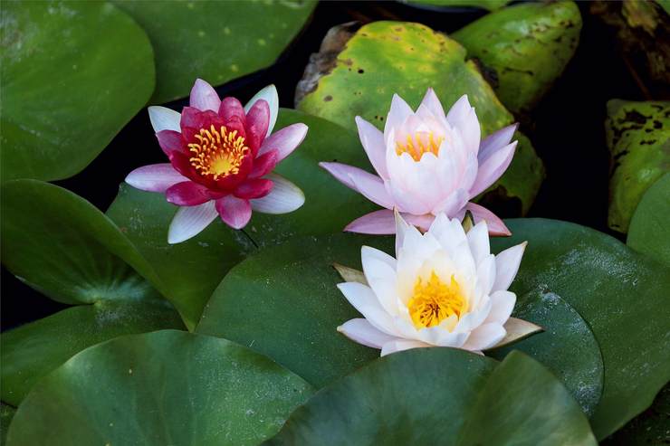 "荷花伴侣" 圆明园常见水生植物